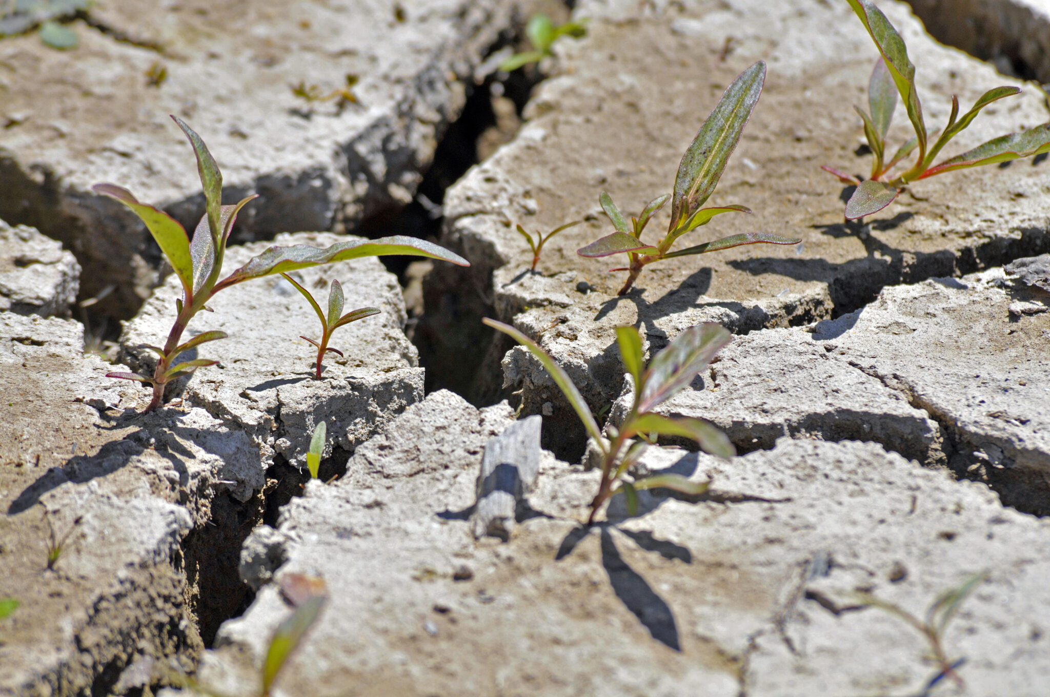 Closeup-shot-of-a-cracked-ground